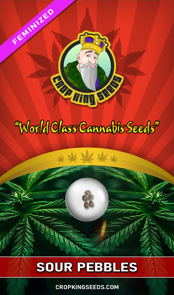 Sour Pebbles Strain Feminized