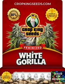 White Gorilla Strain