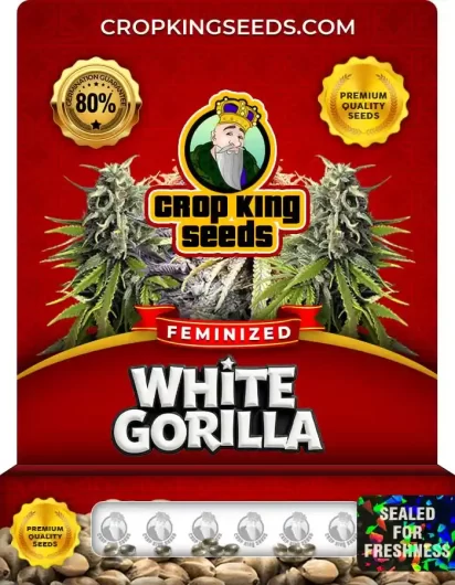 White Gorilla Strain