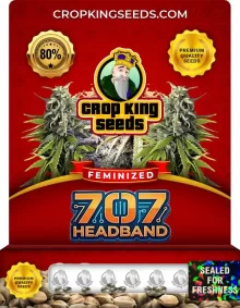 707 Headband Feminized