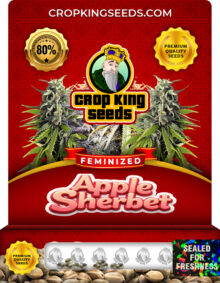 Apple Sherbet Strain Feminized