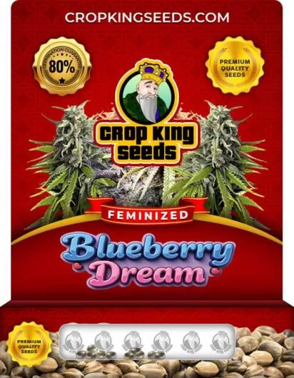 Blueberry Dream Strain