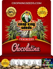 Chocolatina Strain Feminized