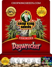 Daywrecker Feminized