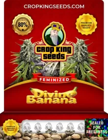 Divine Banana Feminized