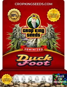 Duck Foot Feminized