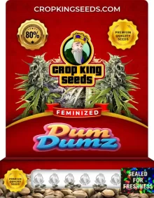Dum Dumz Feminized
