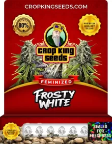 Frosty White Strain Feminized Marijuana Seeds