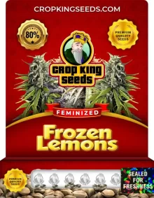 Frozen Lemons Feminized