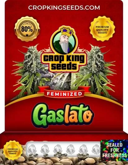 Gaslato Feminized