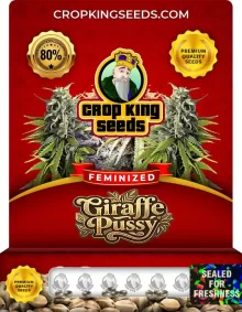 Giraffe Pussy Feminized