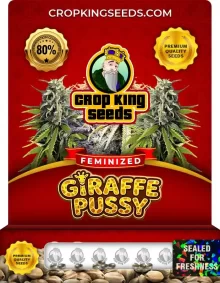 Giraffe Pussy Feminized