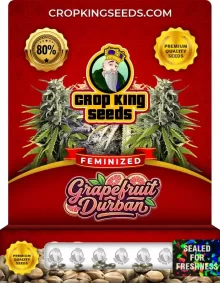 Grapefruit Durban Feminized