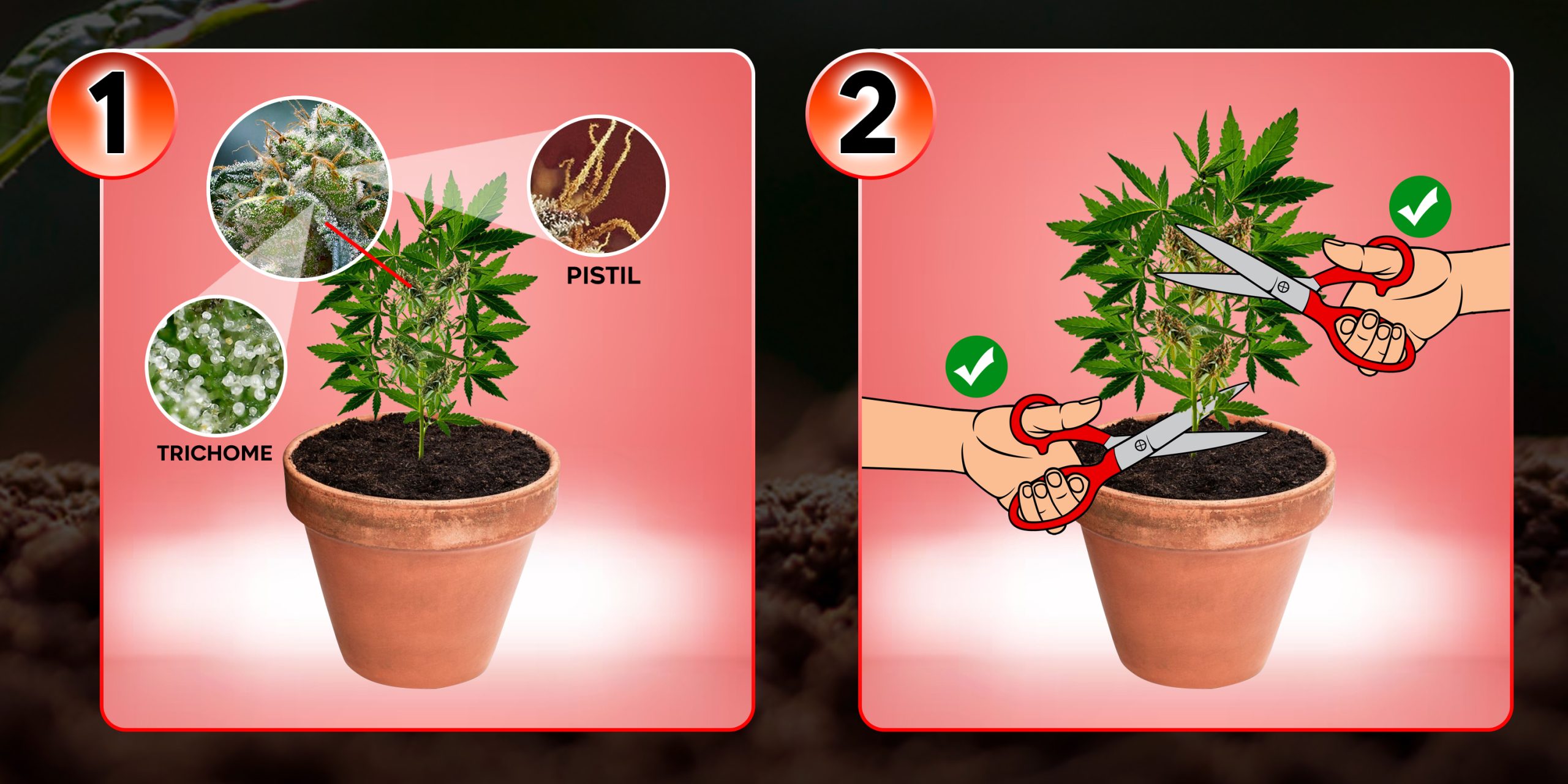 Harvesting 1 - 2