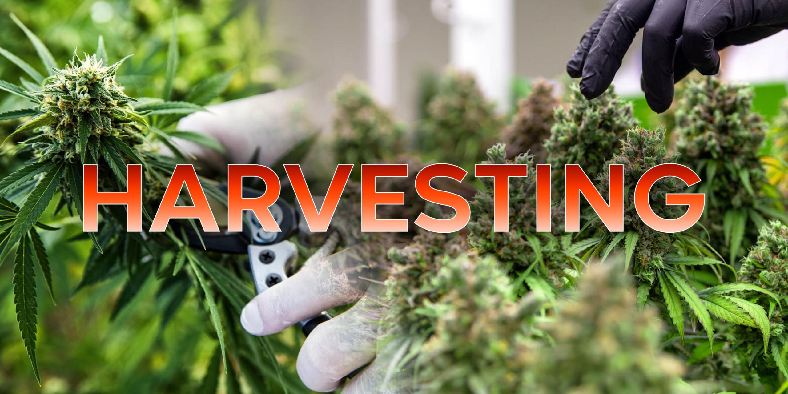 Harvesting