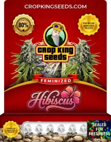 Hibiscus Feminized