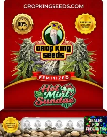 Hot Mint Sundae Feminized
