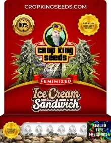 Ice Cream Sandwich Feminized