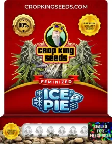 Ice Pie Feminized