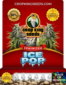 Ice Pop Feminized