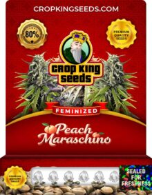 Peach Maraschino Feminized