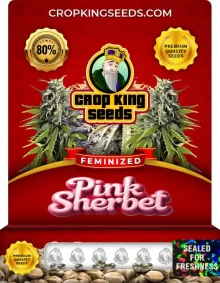 Pink Sherbet Feminized