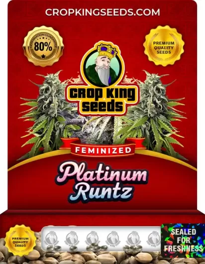 Platinum Runtz Feminized