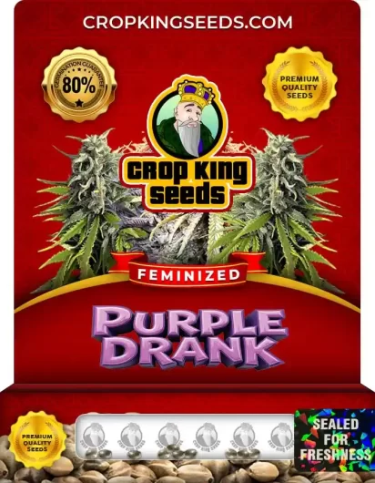 Purple Drank Feminized