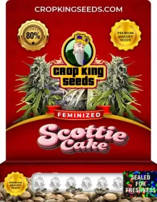 Scottie Cake Feminized