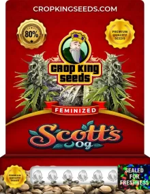 Scotts OG Feminized