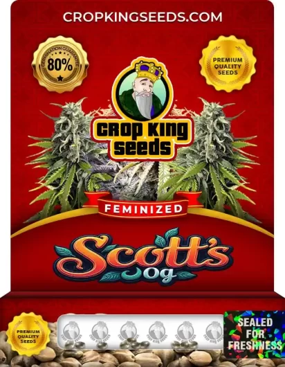 Scotts OG Feminized
