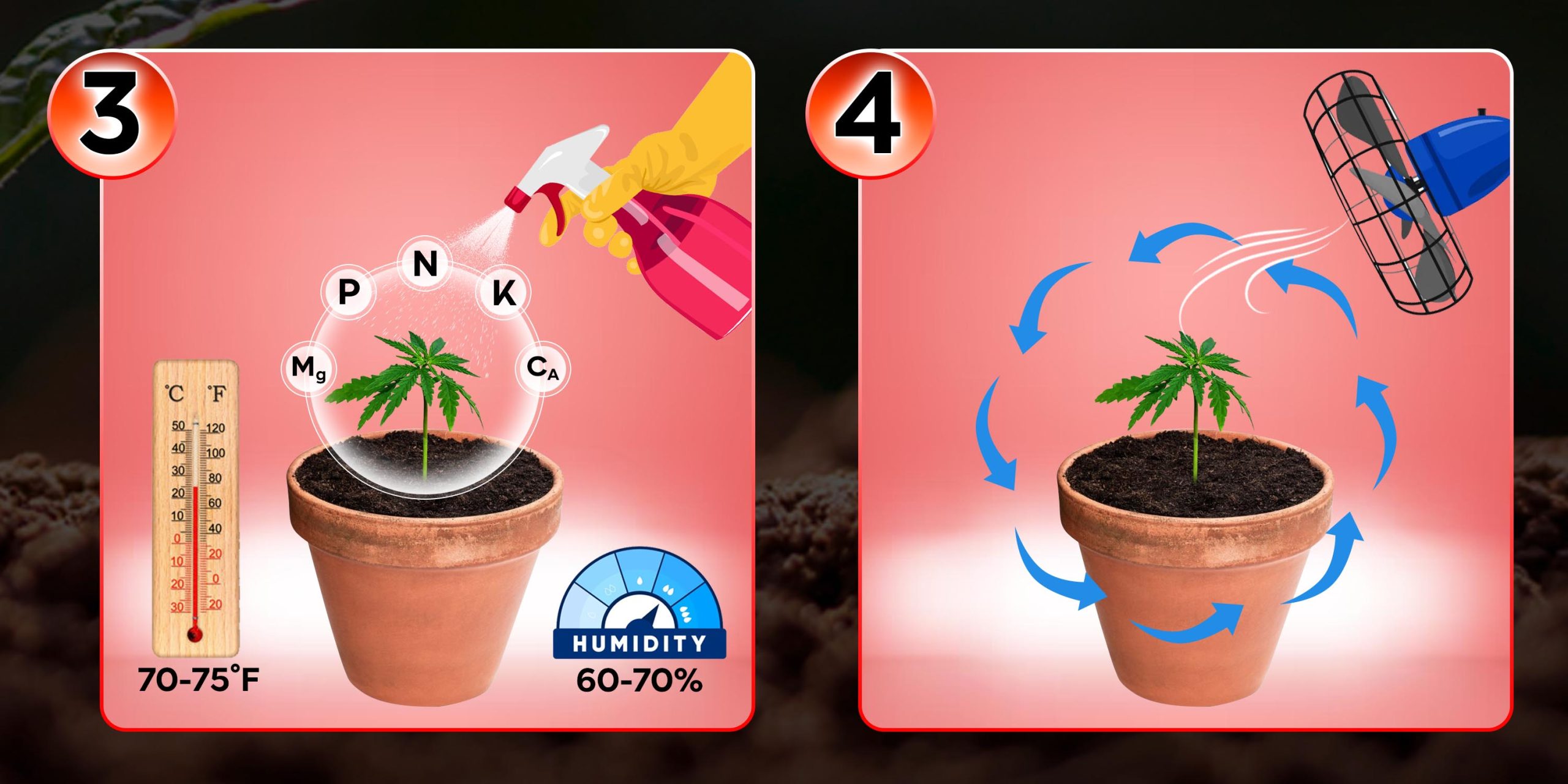 Seedling Stage 3-4
