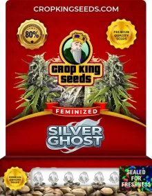 Silver Ghost Feminized
