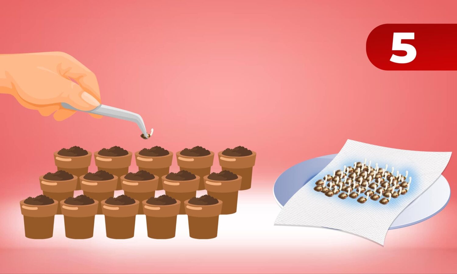 Soil Germination