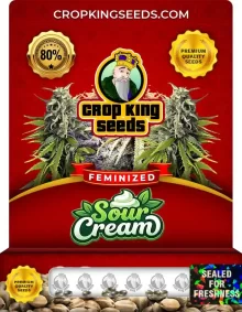 Sour Cream Strain Feminized Marijuana Seeds