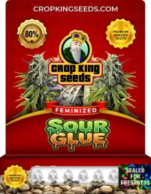 Sour Glue Feminized