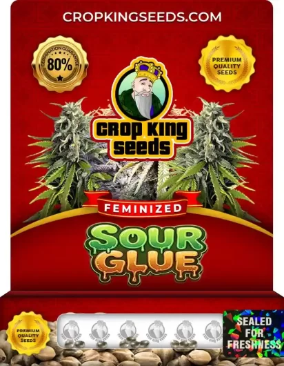 Sour Glue Feminized
