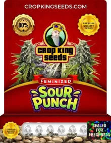 Sour Punch Feminized
