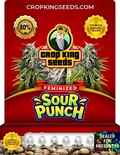 Sour Punch Feminized
