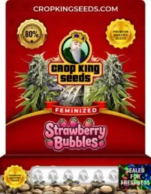 Strawberry Bubbles Feminized