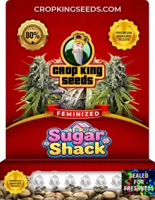 Sugar Shack Feminized