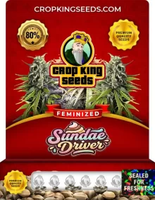 Sundae Driver Feminized