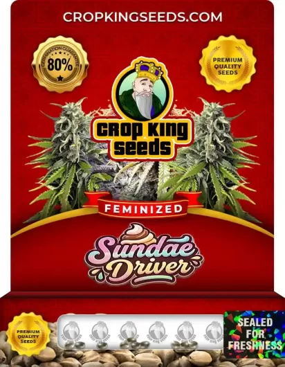 Sundae Driver Feminized