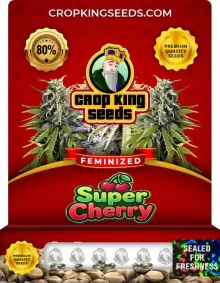 Super Cherry Feminized