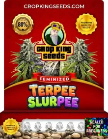 Terpee Slurpee Feminized