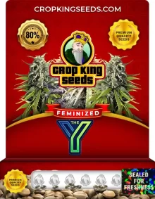 The Y Feminized