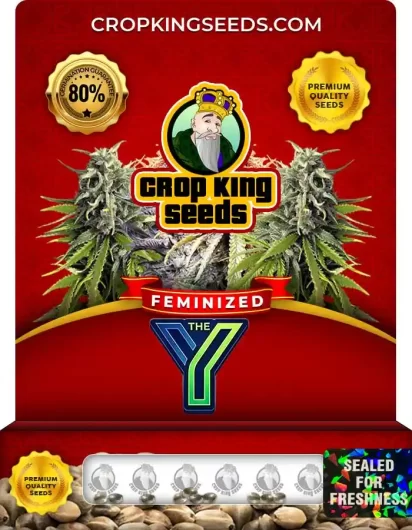 The Y Feminized