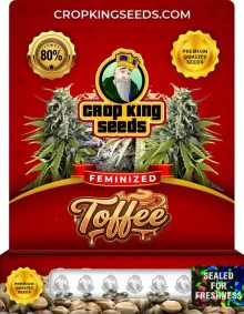 Toffee Feminized
