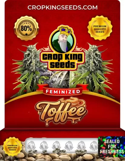 Toffee Feminized