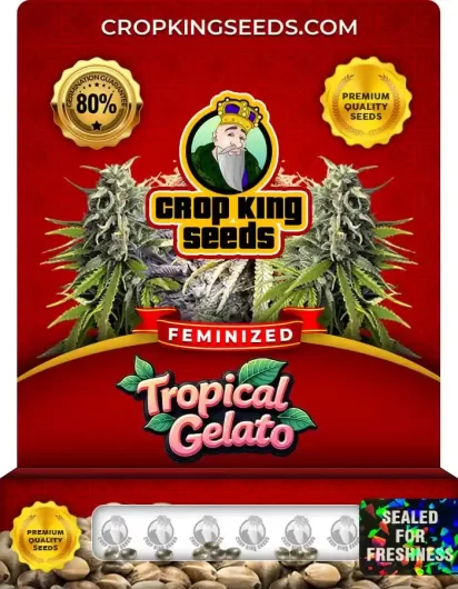 Tropical Gelato Feminized